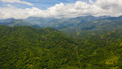 Tropical green forest and jungle on the slopes of the mountains of Sri Lanka.