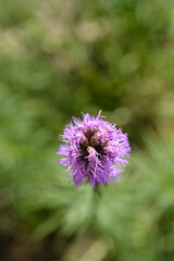 September Glory Gayfeather