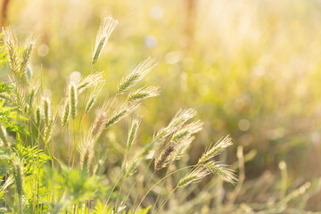 wild grass with spikelets
