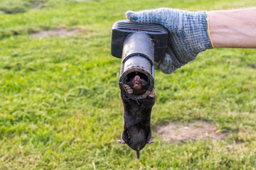 Mole in a trap in the hands of a gardener against the backdrop of a lawn, close-up image