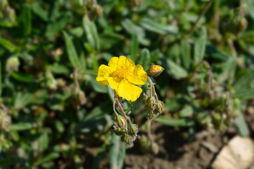 Oval-leaved rockrose
