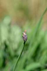 Spreading bell agapanthus