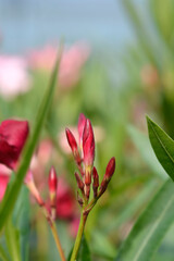 Oleander Emile Sahut