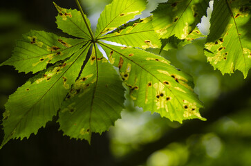 green leaves of a tree