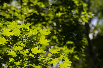 green leaves background