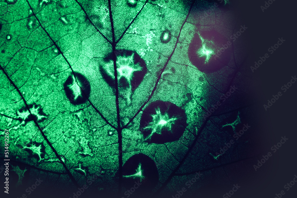 Poster Close up Beautiful abstract leaf in green  light. Background pattern for design. Macro photography view.