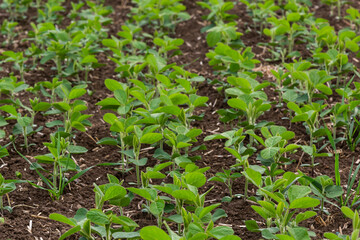 Agricultural soy plantation on sunny day - Green growing soybeans plant against sunlight