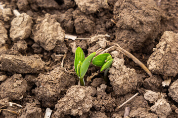Fresh green soy plants on the field in spring. Rows of young soybean plants