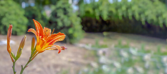 An orange flower isolated on a blurry background in Poland
