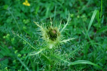 Distel