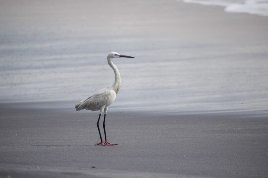 Crane standing at the beach