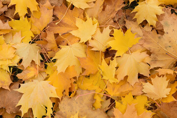 Many autumn fallen yellow and orange maple leaves on the ground and grass