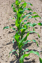 Closeup of green corn sprouts planted in neat rows against a blue sky. Copy space, space for text. Agriculture