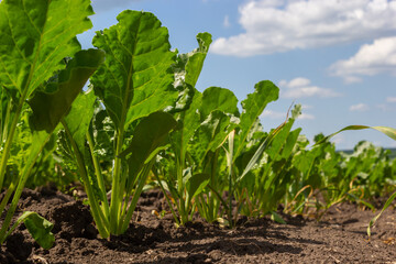 Agricultural scenery of of sweet sugar beet field. Sugar beets are young. Sugar beet field