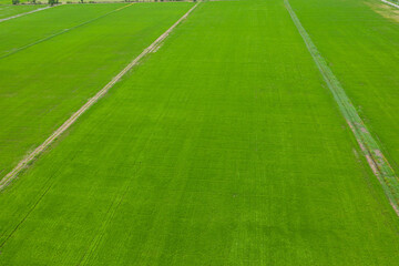 Obraz premium field background, top view landscape, nature 