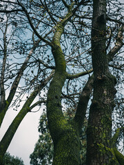 Fototapeta premium trees in the park