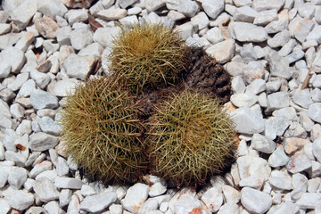 Golden barrel cactus, or Echinocactus grusonii on white gravel