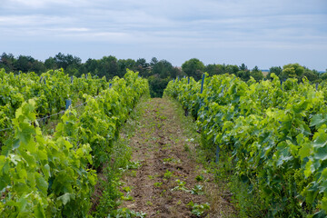 Fototapeta na wymiar Vineyards near Saint-Cybardeaux Cognac region Charente, France