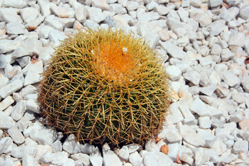 Golden barrel cactus, or Echinocactus grusonii on white gravel