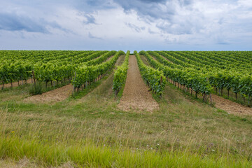 Vineyards near Les Métairies  Cognac region Charente, France