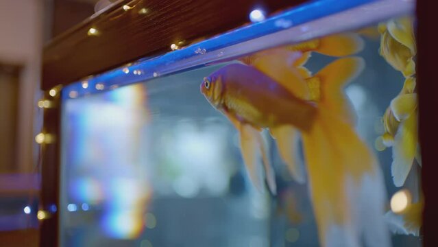 Gold fish. ACTION. A fish swims in an aquarium. Aquarium fish splashing in the water
