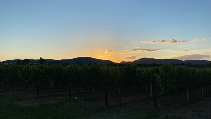 Weinreben im Sonnenuntergang mit Bergen im Hintergrund in Deutschland
