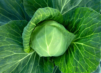 Obraz premium Fresh green cabbage, vegetarian food, natural background.