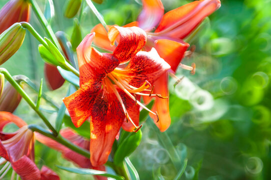 Red Lilly In Garden