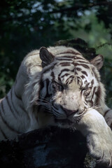 Photo of white Bengal Tigers resting on a rock