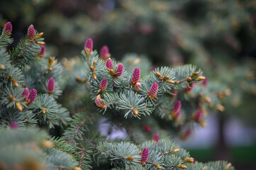 Spruce blossom. Small bright pink color young coniferous flowers or cones growing on fir-tree brushes