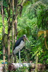 Naklejka premium Javan stork standing on a bamboo wood nature