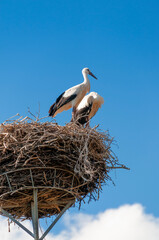 Fototapeta premium storks in the nest
