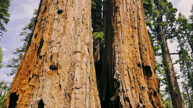 Sequoia tree close-up. Sequoia trees in Sequoia National Park in the Sierra Nevada in California, United States of America. A big tree.
