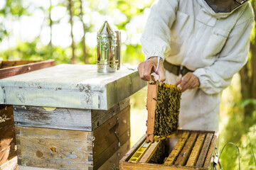 Fototapeta Beekeeper is examining his beehives in forest. Beekeeping professional occupation. obraz