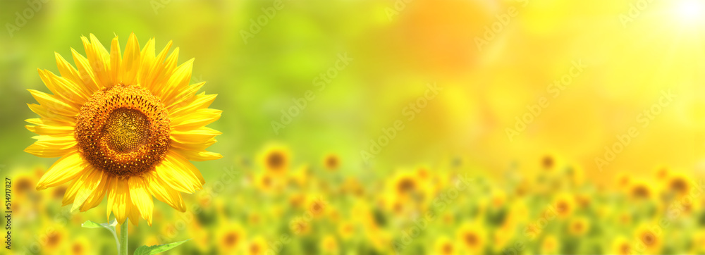 Wall mural Sunflower on blurred sunny nature background. Horizontal agriculture summer banner with sunflowers field