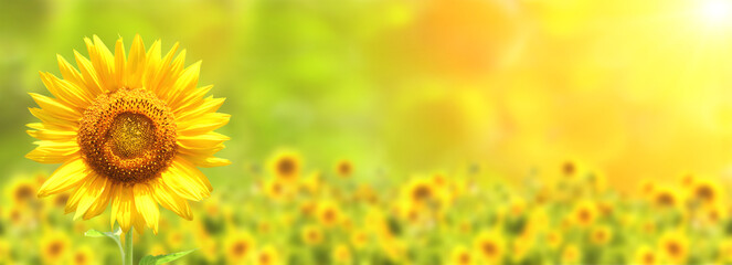 Obraz na płótnie Canvas Sunflower on blurred sunny nature background. Horizontal agriculture summer banner with sunflowers field