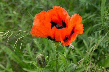 red poppy flower