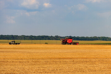 Fototapeta premium Combine harvester working on a wheat field. Harvesting the wheat. Agriculture concept