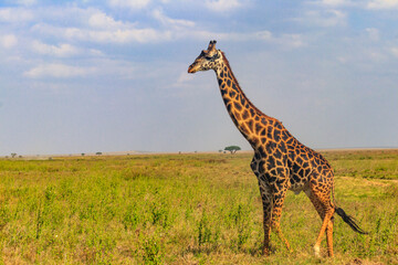 Naklejka na ściany i meble Giraffe in savanna in Serengeti national park in Tanzania. Wild nature of Tanzania, East Africa