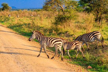 Herd of zebras crossing a road in Serengeti national park in Tanzania. Wildlife of Africa
