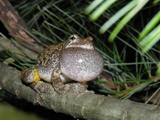 Tree Frog 2