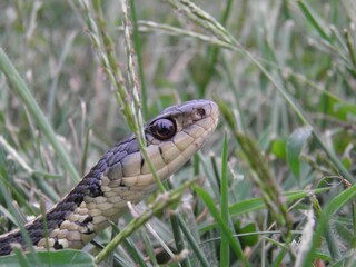 Garter Snake