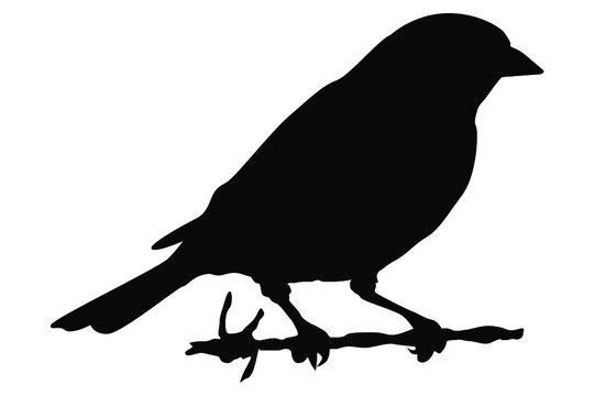 perching bird silhouette vector