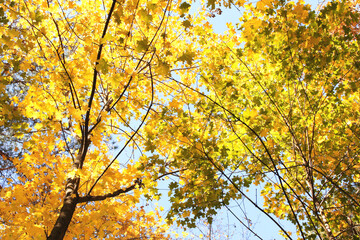 Calm fall season. Maple tree leaves on sunny beautiful nature autumn background