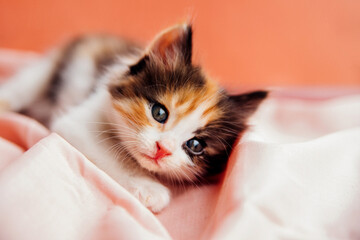 A spotted cat is playing on a pink background. A curious little kitten sitting on a pink blanket and looking at the camera.A pet.