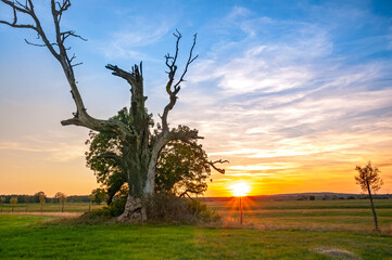 Dęby rogalińskie © Darek Bednarek