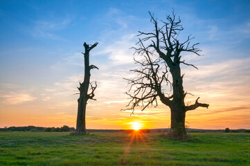 Dęby rogalińskie © Darek Bednarek