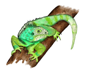 Fototapeta premium Watercolor hand drawn illustrationof tropical green iguana on a jungle tree rainforest branch. Replite lizard in wild nature wildlife endangered species, reptilian pet fauna.