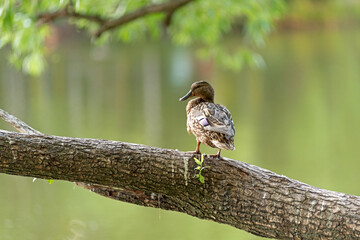 Ducks sit among the branches on a tree above the water, summer evening