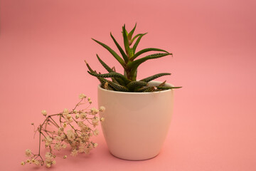 Flowers in a white pot on a pink background